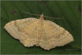 <p>PÍĎALKA KOPŘIVOVÁ (Camptogramma bilineata) Jiříkov</p>